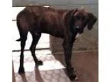 Adopt Gale a Brindle Plott Hound  Mixed dog in Washington DC (15