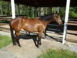Athletic sound and sane barrel horse
