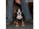 Tri female ( American Bully)