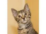 Adopt Danierys a Tiger Striped Domestic Shorthair (short coat) c