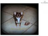 Akc Tiny Princess