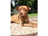 Adopt Chaplin-childcatbu nny tested a RedGoldenOrangeCh estnut D