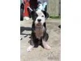 Adopt Maximus Fostered (Kasey) a Border Collie Labrador Retrieve