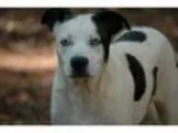 Adopt Sky a Australian Shepherd Jack Russell Terrier