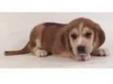 Adopt Fiona a Beagle Husky