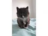 Adopt Fluffy Brite a Domestic Medium Hair