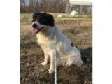 Adopt Livia a Border Collie  Spaniel (Unknown Type)  Mixed dog i