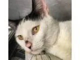Adopt Chardonnay-PetValu ChewsLandng a Black and White or Tuxedo