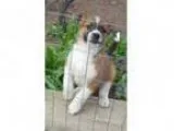 Adopt Tally a BrownChocolate - with Black St. Bernard Australia