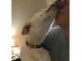 Adopt Pinkie a White Great Pyrenees German Shepherd Dog Mixed