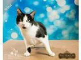 Adopt Nina Fully Sponsored a Black and White or Tuxedo Domestic 