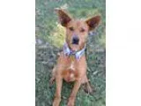 Adopt Radar a Terrier