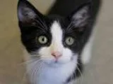 Adopt FREDDIE a Domestic Mediumhair  Mixed (medium coat) cat in 
