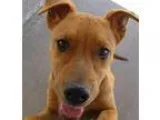 Adopt Jericho a Shepherd