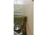 Adopt Peanut a Labrador Retriever  Mixed dog in Tarboro NC (1557