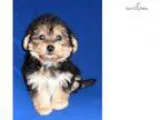 Chad Male Yorkiepoo puppy for Sale in Ohio