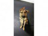 LOOKING TO ADD A PUPPY TO FAMILY