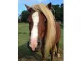 Mini Horse Stud
