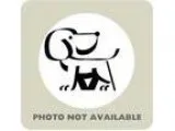 Adopt Hudson Riley a Black American Pit Bull Terrier  Mixed dog 