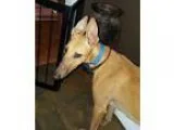 Adopt Champion Chicken a RedGoldenOrangeCh estnut Greyhound  Mix