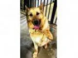 Adopt Chewy a German Shepherd Dog