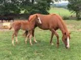 Brood mare with foal possible 3 in 1 deal