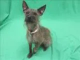 Adopt Bedo a Border Terrier  Cairn Terrier  Mixed dog in Portlan