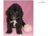Violet Female Bich Poo puppy for Sale in Ohio