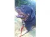 Adopt Allusion a Black - with Brown Red Golden Orange or Chestnu