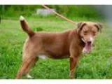 Adopt Ruthie a Tricolor (TanBrown and Black and White) Beagle  M