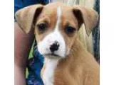 Adopt Cricket a TanYellowFawn - with White Boxer  American Staff