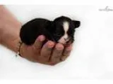 Simone or Ciara - Female Pit Bull TerrierBasset Hound Mix