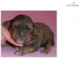 Missy Female Cavapoo puppy for Sale in Ohio