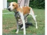 Adopt Lily a Hound