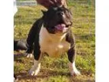 Goose - Male American Staffordshire TerrierAmerican Pit Bull Ter