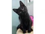 Adopt Batly a Domestic Shorthair  Mixed cat in Topeka KS (157372