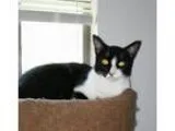 Adopt Tony a Tuxedo