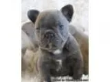 Blue french Bulldog Puppies for sale () -