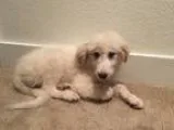 Adopt Chloe a White Great Pyrenees dog in Mesquite TX ()