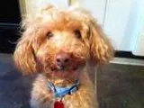 Adopt Benny a TanYellowFawn Poodle (Miniature)  Mixed dog in Wil