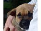 Adopt Bing a German Shepherd Dog