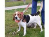 Adopt Hannah a White Beagle  Mixed dog in Ann Arbor MI (15536683