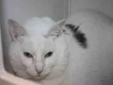 Adopt SIMON a White Domestic Mediumhair  Mixed (medium coat) cat