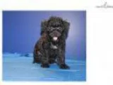 JUST DISCOUNTED Chester Male Black Yorkipoo