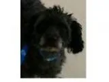 Adopt Kookie a Black Shih Tzu  Mixed dog in Fremont CA (15767480