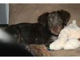 Adopt Cabot a BrownChocolate Field Spaniel  Border Collie dog in