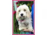 Adopt Addie Mae-Loving Snuggle Buddy a White - with Tan Yellow o