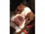 Adopt Nelly - Medical Hold a RedGoldenOrangeCh estnut - with Whi