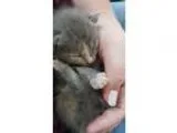 Adopt Bailey 75 a Calico or Dilute Calico Domestic Shorthair (sh