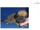 Bruno Male Puggle puppy for Sale in Ohio